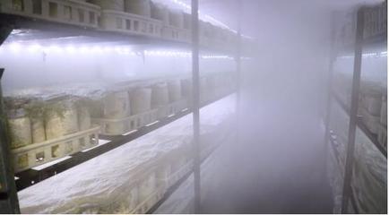 她是人間仙境里的“菇”娘，一條腿闖進了濟南——溫濕度控制器